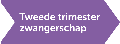 tweede trimester zwangerschap