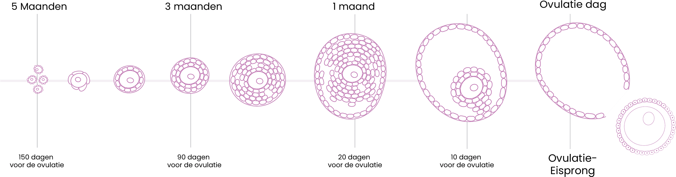 Schematische weergave eicelontwikkeling