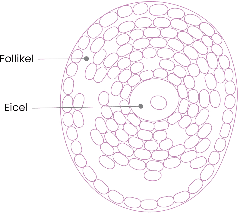 Tekening plek eicel en follikel